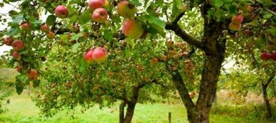 5 Советов, которые помогут вам получит большой урожай яблок