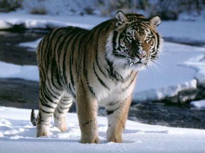Амурский тигр: какие опасности ему угрожают?