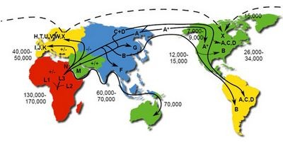 Анализ генофонда изменил историю заселения америки и азии