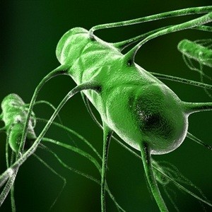 Бактерии помогают справиться с ядом