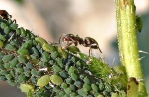 Борьба с муравьями на приусадебном участке