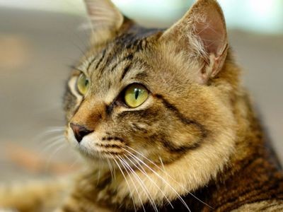 Чем грозит мочекаменная болезнь у кошек: как её избежать или лечить