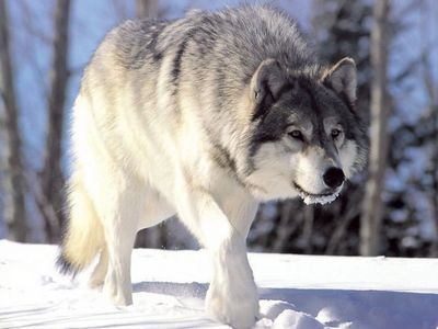 Днк древнего сибирского волка заставила опять пересмотреть историю возникновения собак