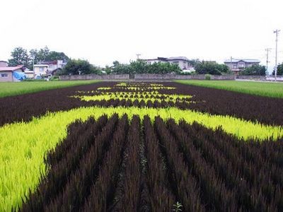 Фермеры перенесли укиё-э на рисовые плантации