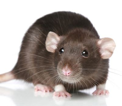 Гигантская «крыса-монстр» найдена на детской площадке в лондоне