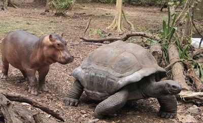 Гиппопотам и черепаха стали огромными друзьями