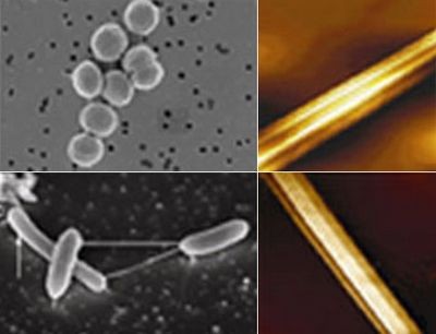 Голодные микробы дружно монтируют из щупальцев живые электроцепи
