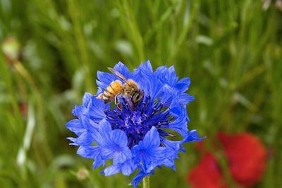 Эпигенетика объяснила переквалификацию медоносных пчел