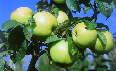 Как хранить зимние сорта яблок