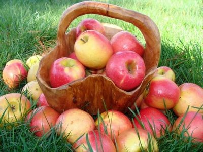Как отобрать яблоки на хранение