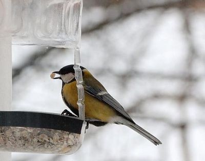Как помочь птицам пережить холода: особенности кормления городских птиц