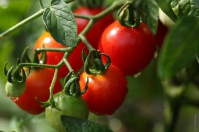 Как правильно проходит посадка томатов