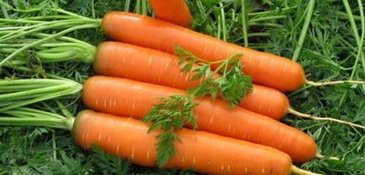 Как сохранить морковь на всю зиму