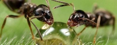 Как спасти дачный участок от муравьиного нашествия