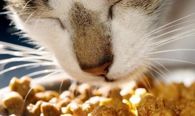 Как выбрать хороший сухой корм для кошек