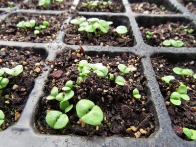 Как вырастить базилик из семян на подоконнике
