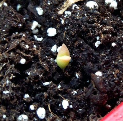 Как вырастить кактусы на подоконнике