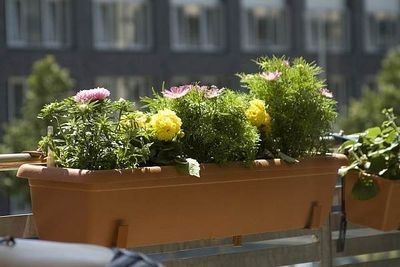 Какие цветы лучше сажать на балконе