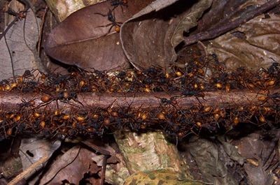 Кочевые муравьи затыкают телами дырявые магистрали
