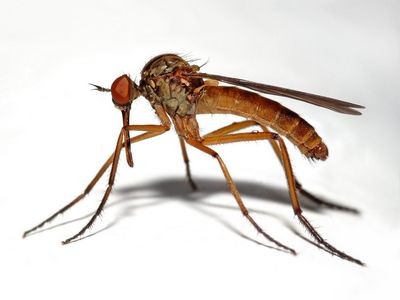 Комары-экстремалы научат человека обходиться без воды