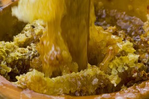 Лечебные свойства бортевого меда