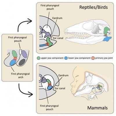Млекопитающие и рептилии «изобрели» уши отдельно друг от друга