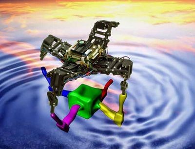 Морская звезда-робот учится ходить и хромать