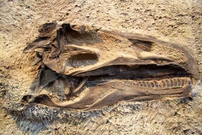 Найдены останки первого земноводного ихтиозавра
