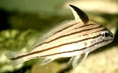 Неизвестная науке рыба каркает в глубинах океана