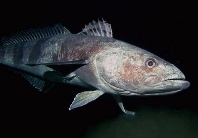 Незамерзающая рыба показала свои экстремальные гены