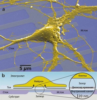 Оживлённый чип отдаёт приказы нервным клеткам