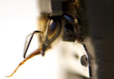 Пчёлы-узники покажут язык террористам