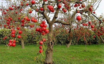Правильный уход за яблоней