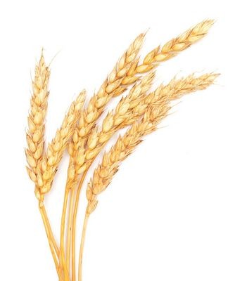 Пшеница без колес