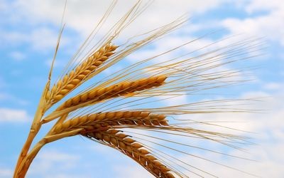 Пшеница будущего. особенности российского фьючерсного рынка зерна