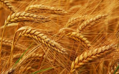 Расшифрован геном пшеницы