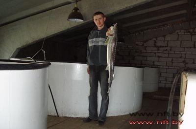 Российские рыбоводы интересуются производством европейского угря