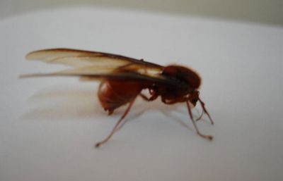 Съедобный муравей из колумбии попал в число признанных деликатесов
