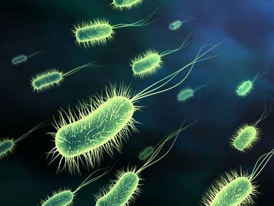 Сколько микроорганизмов живет на человеке?