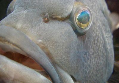 Сочувствие рыбе: не ешьте наших друзей с плавниками