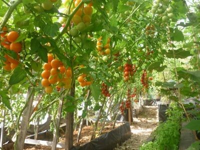 Совет 1: как подвязать помидоры в теплице из поликарбоната
