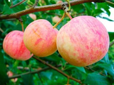 Совет 1: как сажать плодовые деревья в 2017 году