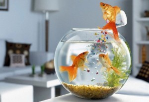 Советы по кормлению аквариумных рыб
