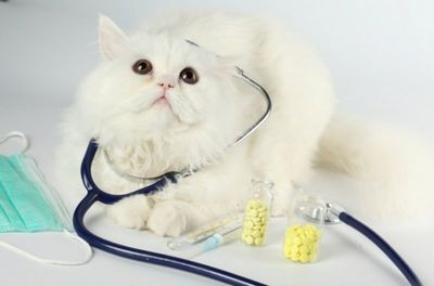 Стерилизация кошки. как ухаживать за прооперированным животным
