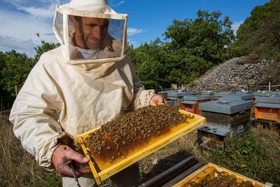 Структура пчеловодства в сша сильно изменится