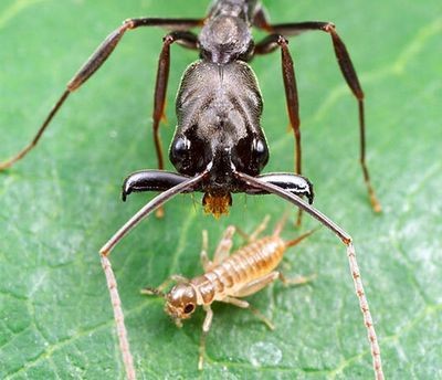Сверхскоростные челюсти швыряют муравья далёким кувырком