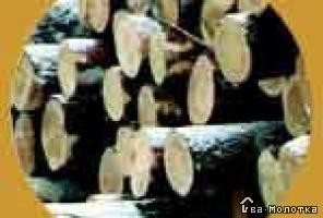 Выбор и заготовка древесины