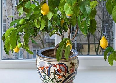 Выращиваем деревья из косточки: персик и лимон