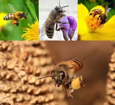 Заботливые пчёлы превращают свои тела в жаркие печи