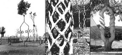 Живые деревья завязаны узлами в затерянном цирке